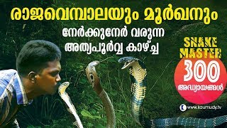 Wow King Cobra and Cobra face off in the jungle  Snakemaster  Vava Suresh [upl. by Crockett]