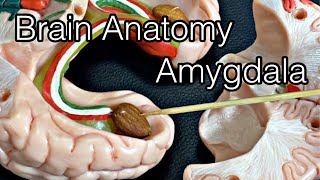 Anatomy of brain amygdala English [upl. by Emiatej]