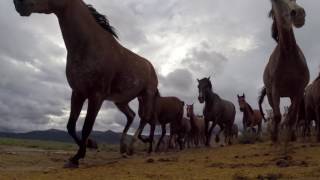 Mustangs chevaux sauvages [upl. by Viens]