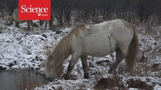 Pleistocene Park Born to rewild [upl. by Annamaria]