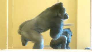 Gorillas playing energetically even before breakfast｜Shabani Group [upl. by Avenej]