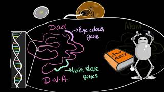 Genes DNA amp chromosomes  Heredity amp Evolution  Biology  Khan Academy [upl. by Oiril486]