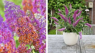 How to Plant Buddleia Butterfly Bush Summer Garden Guide [upl. by Nallid]