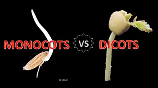 Differences between MONOCOTS and DICOTS [upl. by Enattirb699]