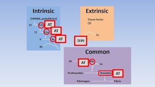 Fibrinolysis Thrombolysis and Anticoagulation [upl. by Laidlaw]