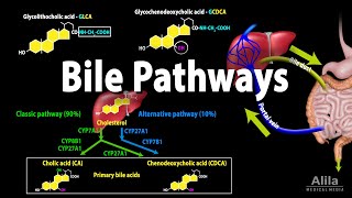 Bile Pathways and the Enterohepatic Circulation Animation [upl. by Sirron590]