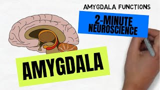 2Minute Neuroscience Amygdala [upl. by Nyret]