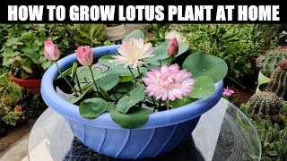 How To Grow Lotus Plant  FULL INFORMATION [upl. by Elodie]