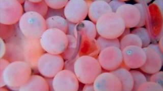 Salmon Eggs Hatching at the Seymour Hatchery [upl. by Gasperoni946]