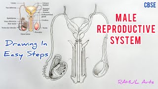 How to draw male reproductive system in easy steps cbse 12th Biology  NCERT class 12  science [upl. by Enyaj]