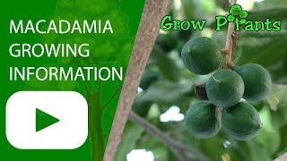 Macadamia tree growing information All need to know [upl. by Hollington598]