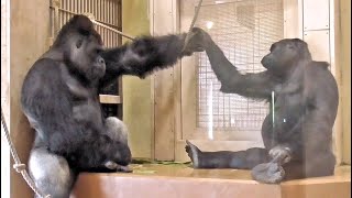 Shabani and Ais intimate time Gorilla Silver back [upl. by Yvan]