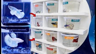 BETTA Fish SHOPPING SPREE BREEDING Betta Fish [upl. by Nulubez]