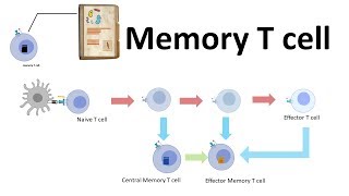 Memory T cell [upl. by Odrawde]