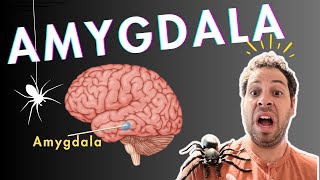 The Amygdala and Fear Conditioning [upl. by Innej]