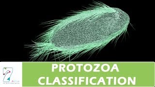 PROTOZOA CLASSIFICATION [upl. by Hadden]