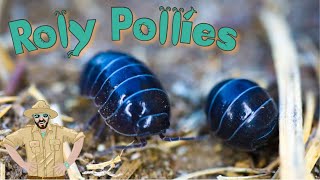 Roly Poly Video For Kids  Backyard Adventures [upl. by Gonta]