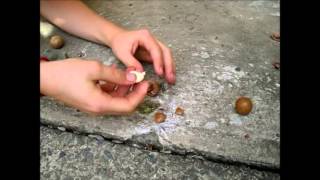 How To Crack Open And Eat Australian Grown Macadamia Nuts [upl. by Rhetta]