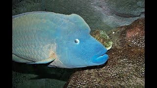 Facts The Napoleon Fish Humphead Wrasse [upl. by Fabian143]