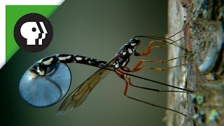 Wasp Deposits Parasitic Larvae Deep Inside Tree Trunk [upl. by Aniratak135]