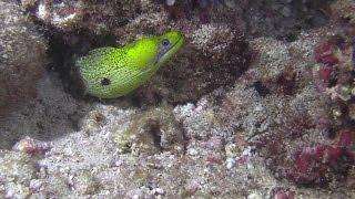 An Undulated Moray Eel having a feast [upl. by Bouley]