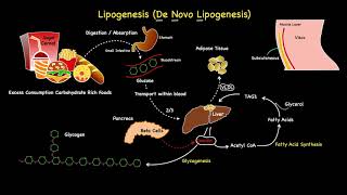 Lipogenesis Summarised [upl. by Silvana101]