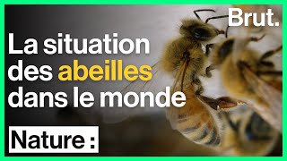 La situation des abeilles dans le monde [upl. by Ennalyrehc]