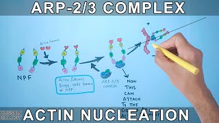 Actin Nucleation by Arp23 Complex [upl. by Amandy]