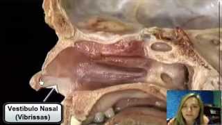 Anatomia da Cavidade Nasal  Prof Celimara [upl. by Demona]