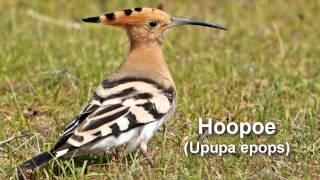 Hoopoe Bird Call and Pictures for Teaching BIRDSONG [upl. by Marela304]