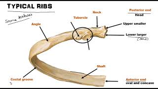 Ribs  Osteology World of Anatomy [upl. by Romeon441]