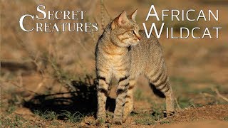 Secret Creatures African Wild Cat 🐱 [upl. by Omsoc]