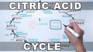 Citric Acid Cycle  Krebs Cycle [upl. by Arihaj]