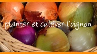 OIGNON 👨🏻‍🌾 comment semer planter cultiver et récolter des oignons [upl. by Rebba]