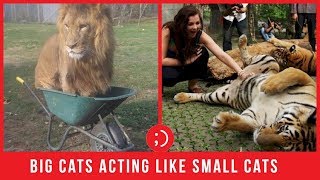 Funny Big Cats Acting Like House Cats Compilation [upl. by Amer649]