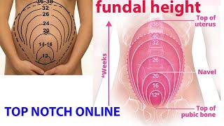 what is fundal height [upl. by Akinuahs]