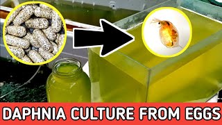 HOW TO HATCH DAPHNIA EGGS  HOW TO CULTURE DAPHNIA [upl. by Sparkie763]