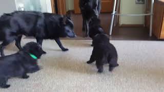 Schipperke puppies 2019 [upl. by Eikin]