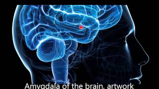 Frequencies to decrease activity in the Amygdala Stage1 [upl. by Mckenzie]