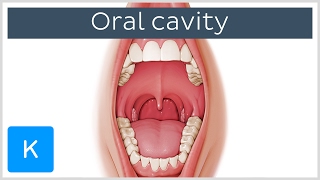 Overview of the Oral Cavity preview  Human Anatomy  Kenhub [upl. by Merell141]