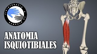 Isquiotibiales anatomía y curiosidades [upl. by Hertha713]