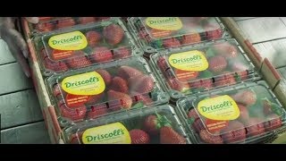 Driscoll’s Strawberries  Pursuit of Flavor [upl. by Silda]