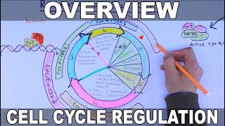 Cell Cycle Regulation  Basic Overview [upl. by Jacquelynn]