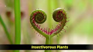 Heterotrophic Plants  Saprophytic  Parasitic  Insectivorous plants [upl. by Andeee]