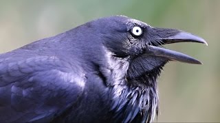 Australian Raven calling [upl. by Leler]