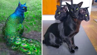 15 Abnormally Strange Cats That Actually Exist [upl. by Allain739]