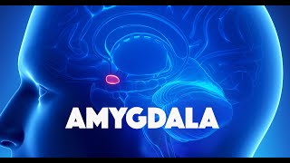 Amygdala [upl. by Pincas]