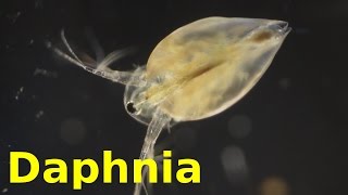 Daphnia [upl. by Natsreik882]