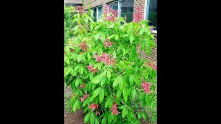 Learn to Grow Red Buckeye [upl. by Hnilym169]