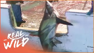 Horrific Hunting And Finning On The Japanese Coasts [upl. by Alfie]